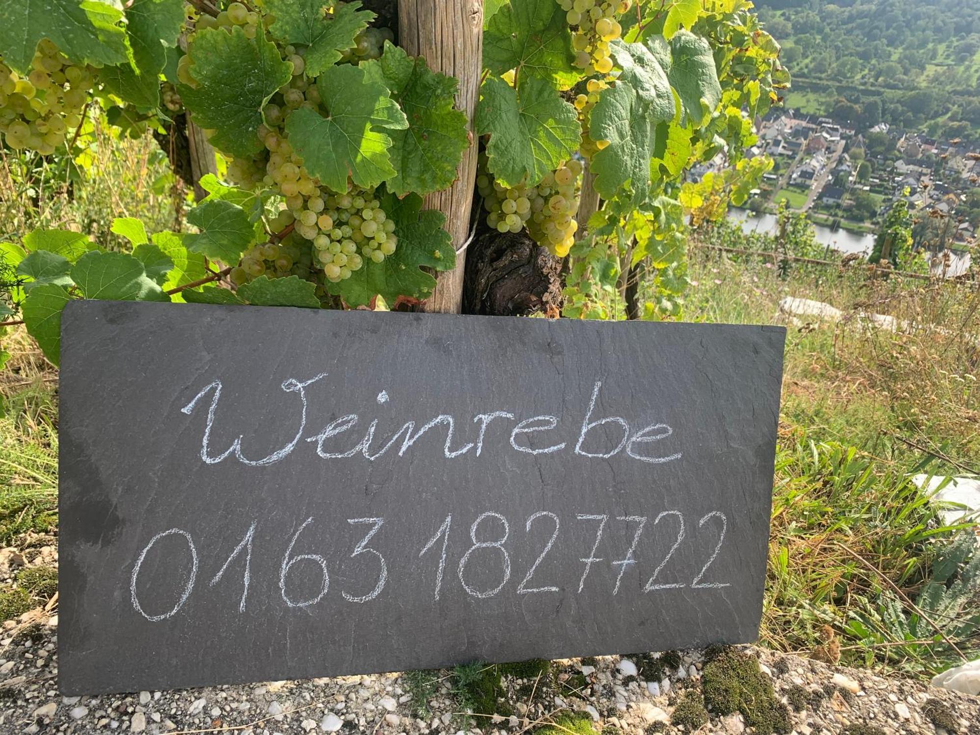 Appartement Weinrebe à Commune fusionnée de Commune fusionnée de Bernkastel-Kues Extérieur photo